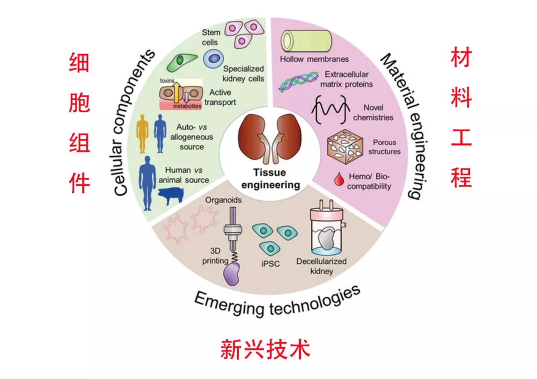 利用自体胚胎干细胞和诱导多能干细胞分化而成的肾脏类器官1